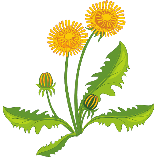 Karahindiba